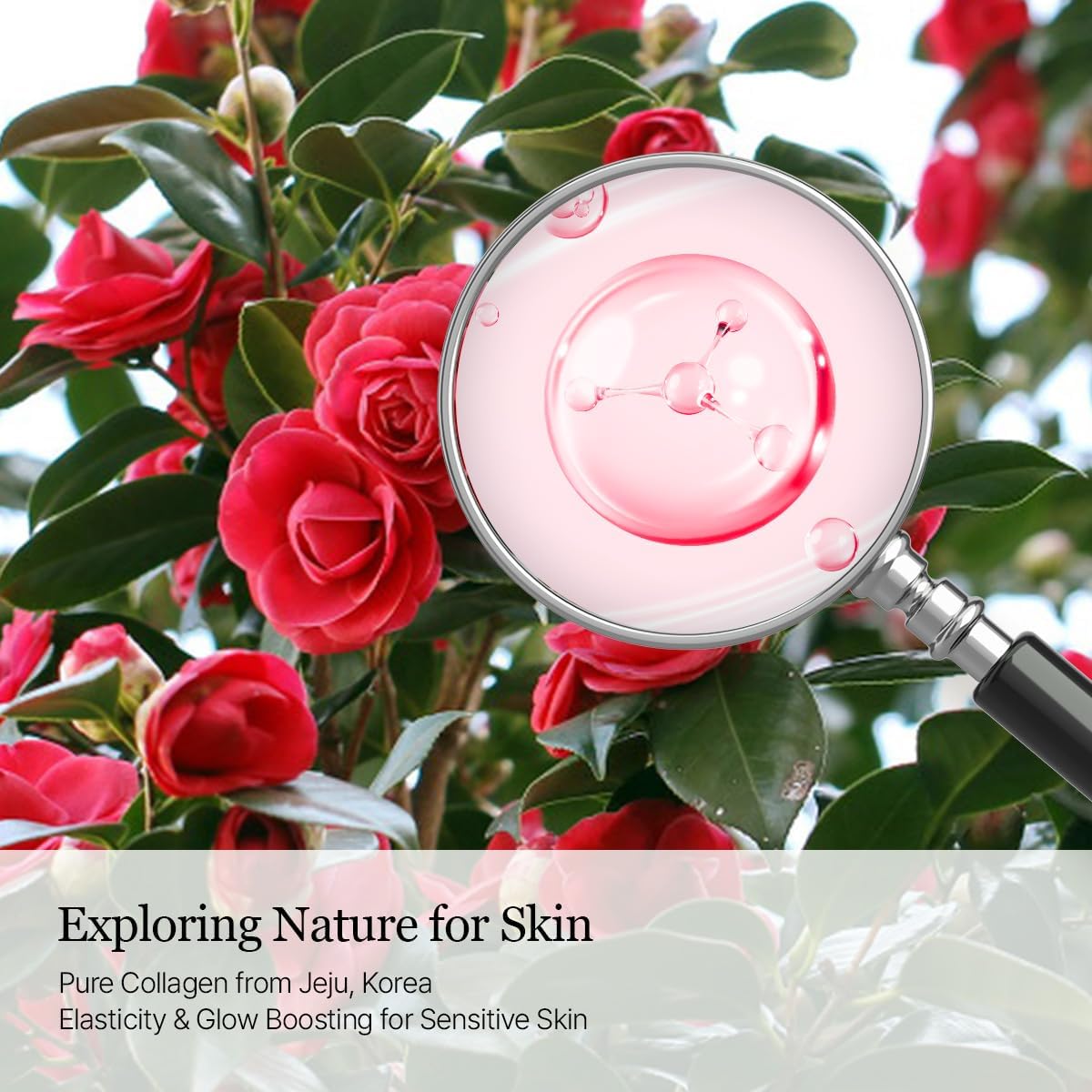 ROUND LAB Camellia PDRN Milky Toner – Glass Skin Hydrator