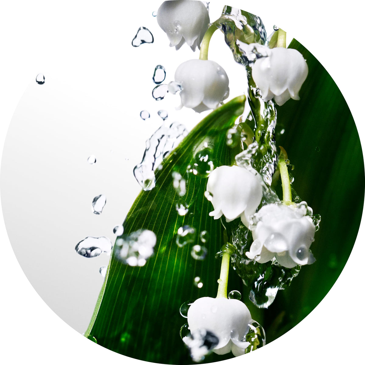 Davidoff Cool Water Woman EDT | Fresh Floral Aquatic