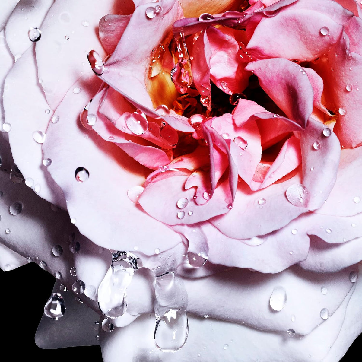 Davidoff Cool Water Reborn EDT for Women | Rose Vetiver